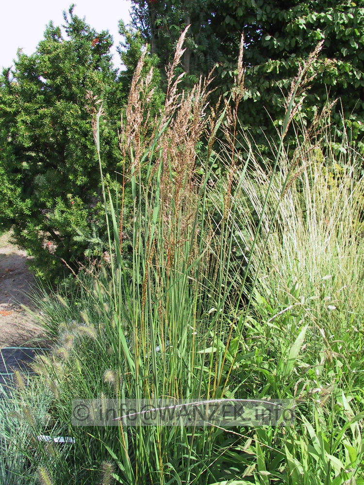 Chrysopogon gryllus - Bluehend (gelbe Zungen in AEhren).jpg